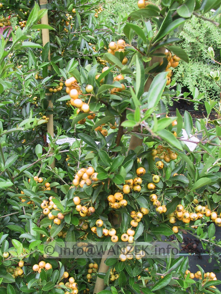 Pyracantha Soleil D'Or.JPG